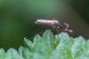 Aedes sp.